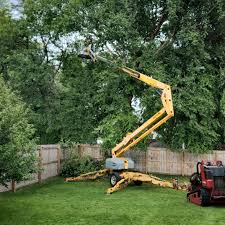 Professional Tree Services in Pueblo, CO