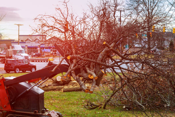 Best Root Management and Removal  in Pueblo, CO