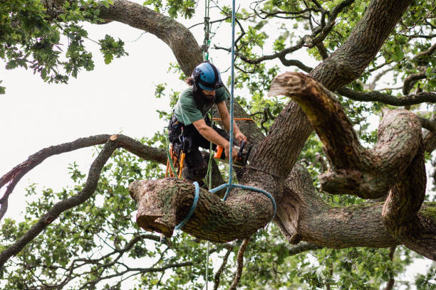 Best Hazardous Tree Removal  in Pueblo, CO