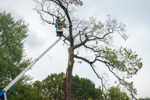 Best Storm Damage Tree Cleanup  in Pueblo, CO