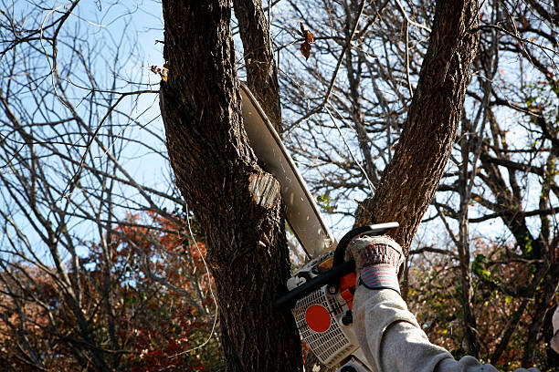 Best Utility Line Clearance  in Pueblo, CO