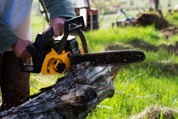 Best Arborist Consultation Services  in Pueblo, CO