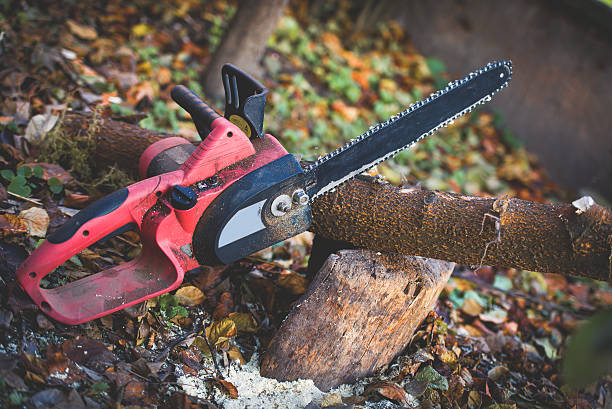 How Our Tree Care Process Works  in  Pueblo, CO